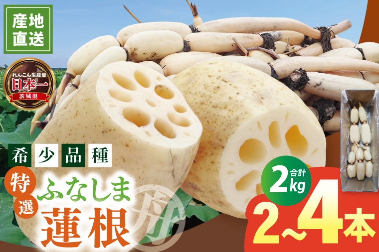 【特選】ふなしま蓮根（2㎏箱）2～4本｜老舗産地 レンコン 希少品種 れんこん 柔らかい 産地直送（82-02）