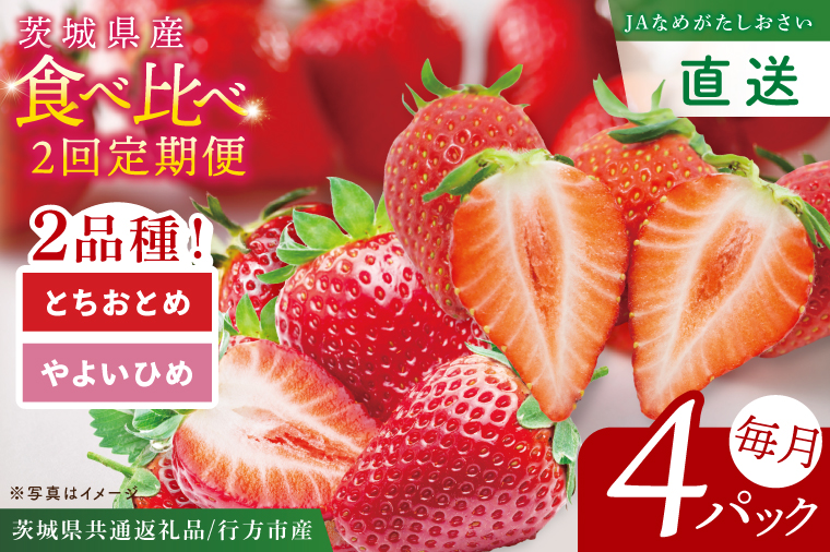 【先行予約2月から1回目発送】【茨城県共通返礼品/行方市産】食べ比べいちご・2回定期便「とちおとめ」「やよいひめ」(4パック入×2回)|甘い 苺 減農薬栽培 (96-03)