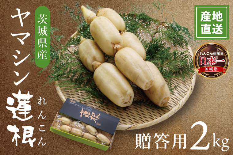 ヤマシン蓮根　贈答用2kg|レンコン 贈答 プレゼント 食物繊維 新鮮 シャキシャキ  茨城県 阿見町 （98-01）