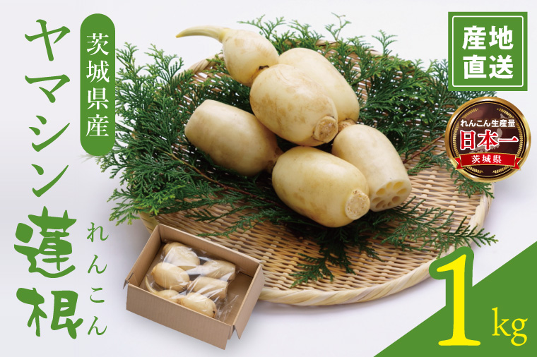 ヤマシン蓮根　１kg|レンコン  食物繊維 新鮮 シャキシャキ  茨城県 阿見町（98-02）