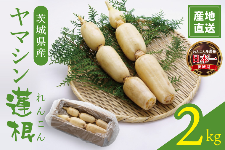 ヤマシン蓮根 2kg|レンコン  食物繊維 新鮮 シャキシャキ  茨城県 阿見町（98-03）