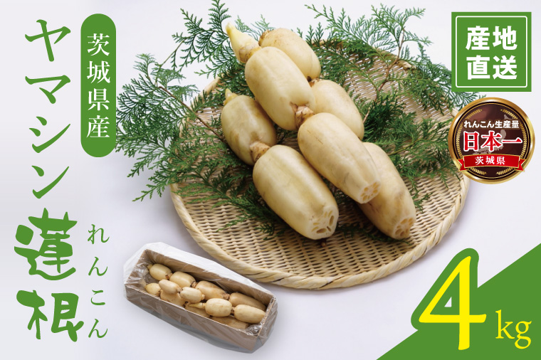ヤマシン蓮根 4kg|レンコン  食物繊維 新鮮 シャキシャキ  茨城県 阿見町（98-04）