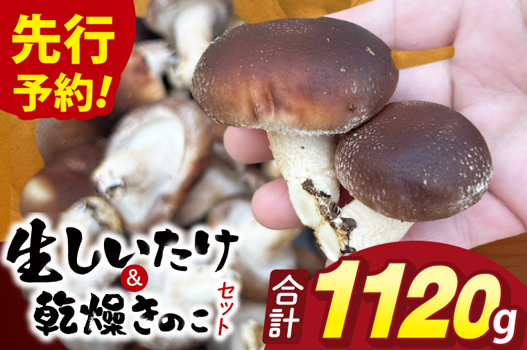 【先行予約】【10月発送】生しいたけ1kgと乾燥キノコセット｜椎茸 きくらげ キクラゲ しいたけパウダー（99-01）