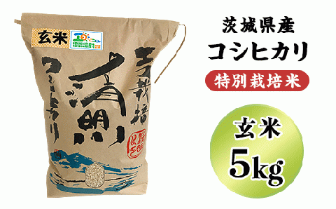 大宮茨城産 コシヒカリ(もみ×４袋) 米/穀物