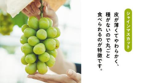 八千代町産 シャインマスカット スカーレット 2品種 食べ比べ セット 約 1kg 【 2025年9月中旬以降発送 】 ぶどう ブドウ 葡萄 マスカット 農家直送 ふるさと納税 15000円 茨城県 八千代町 先行予約 数量限定 [CU002ya]