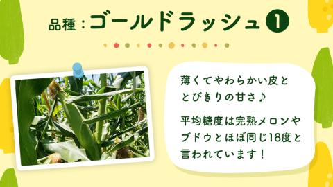 【先行予約 2026年6月中旬以降発送 】 【 令和8年産 】朝採り とうもろこし （ ゴールドラッシュ ） 約 6kg トウモロコシ スイートコーン コーン 野菜 産地直送 期間限定 極甘 岩田さん 昼めし旅 [AX019ya] ゴールドラッシュ（約6kg）