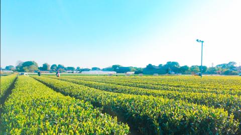 【7月より発送開始】 ＜ お中元 熨斗付き ＞ さしま茶 ペットボトル 350ml 24本 入り 御中元 贈答 ギフト ふるさと納税 [AE032ya]