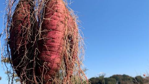 訳あり 無選別 さつまいも 八千代町産 シルクスイート 生芋 約 10kg 農家直送 熟成 イモ 芋 いも おやつ デザート 秋 【 先行予約 2025年10月下旬以降発送 】[AX035ya]