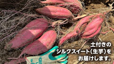 【 先行予約 2024年11月中旬以降発送 】 訳あり 無選別 八千代町産 シルクスイート 生芋 約 10kg さつまいも イモ 芋 おやつ デザート いも 秋 旬 [AX033ya]