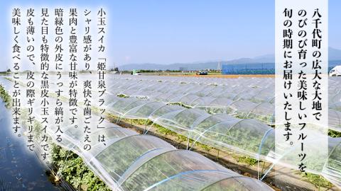 先行予約 小玉スイカ 姫甘泉ブラック 1箱（３～5玉入り）八千代町産 【 7月中旬 以降発送】 黒皮 すいか スイカ 西瓜 小玉 果物 フルーツ お取り寄せ [AV003ya]