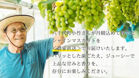 【 先行予約 2026年8月下旬以降発送 】 農家直送 ! 八千代町産 シャインマスカット 約 1.4kg （ 2～3房 ） マスカット フルーツ 果物 2026年 先行受付 ぶどう ブドウ 葡萄 フルーツ ふるさと納税 [AJ003ya]