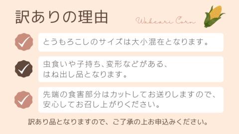 【先行予約 2026年7月中旬以降発送 】【 令和8年産 】【 訳あり 】 八千代町産 農家直送 朝採り とうもろこし おおもの 6kg トウモロコシ スイートコーン 産地直送 規格外  不揃い 傷 [AX031ya][SZRY]
