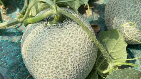 筑波レッドメロン 1箱 3玉 ～ 4玉 入り（ 約 5kg ～ 6kg ）【2026年6月上旬以降発送】 赤肉　数量限定 メロン レッド 赤肉 甘い 期間限定 産地直送 [BU002ya] 筑波レッドメロン 3玉～4玉