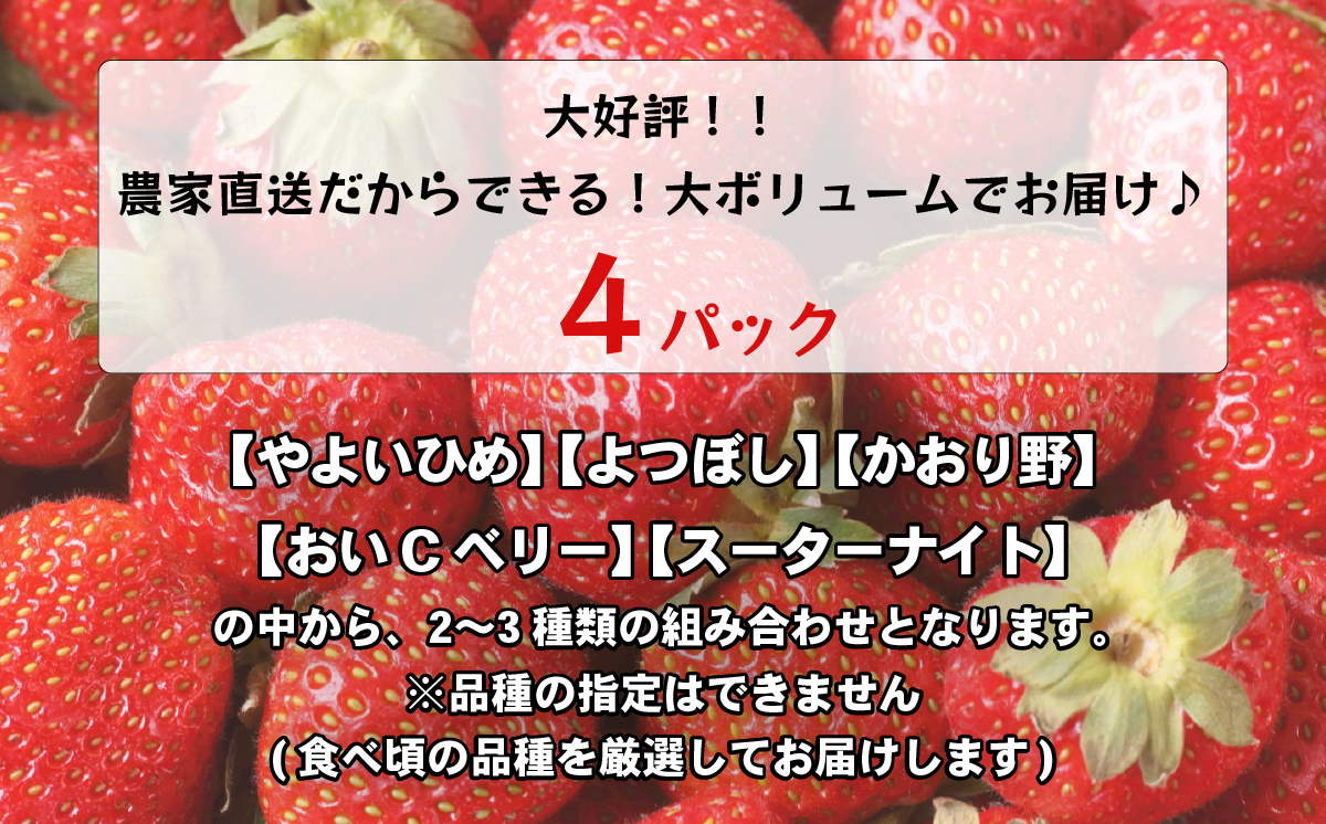 【 先行予約 2026年1月中旬以降発送 】 数量限定 農家直送 ♪ 八千代町産 いちご ボリュームパック （ 4パック ） 人気 の 詰め合わせ セット イチゴ 苺 季節限定 茨城県 フルーツ 果物 食べ比べ セット [AJ002ya]
