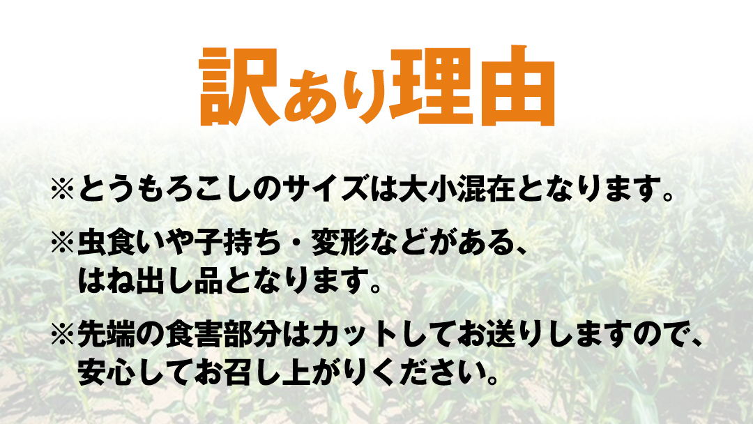 【 先行予約 2026年6月下旬以降発送 】【 令和8年産 】【 訳あり 】 朝採り とうもろこし ピュアホワイト 約6kg トウモロコシ スイートコーン 野菜 産地直送 期間限定 規格外 不揃い 傷 ふるさと納税 7000円 ワケアリ 訳アリ [AX061ya][SZRY] 【訳あり】ピュアホワイト（約6kg）