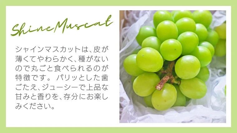 八千代町産 シャインマスカット 約1kg ( 2～3房 ) 【 2026年9月上旬以降発送】 産地直送 フルーツ ぶどう 果物 ブドウ 葡萄 マスカット 先行予約 数量限定 ふるさと納税 [CU003ya] シャインマスカット 約1.0kg ( 2～3房 )