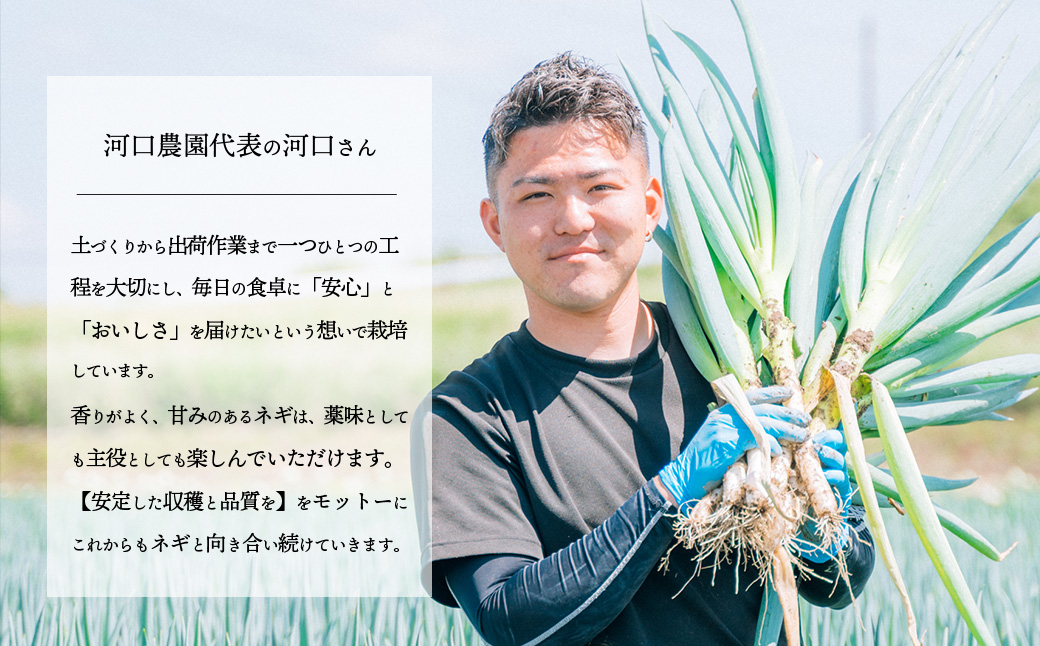 長ネギ 約5kg 約45本 茨城県産 八千代町産 野菜 農家直送 化成肥料不使用 有機肥料100% ねぎ 長ねぎ ネギ 旨味 認定農業者 9000円 [DJ003ya] 【スピード発送】約45本 | 9,000円