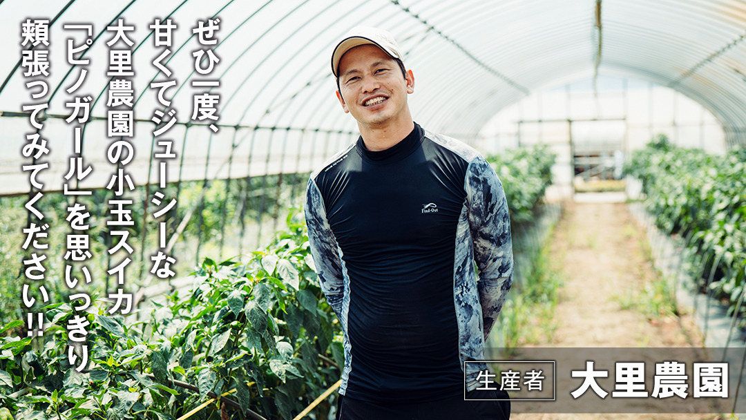 【 先行予約 2026年6月下旬以降発送 】八千代町産 小玉スイカ ピノガール 1箱（2玉入） タネが小さい すいか [SF005ya] ピノガール 1箱