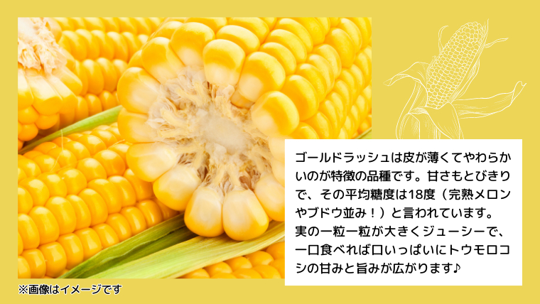 【 先行予約 2026年7月上旬以降発送 】【農家直送】 朝採り トウモロコシ （ ゴールドラッシュ ）1箱 約6kg  とうもろこし スイートコーン 産地直送 期間限定 甘い [SF018ya]