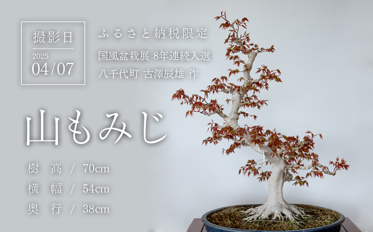 【1点物】 盆栽 山もみじ (1) 国風盆栽展 入選 作家 古澤辰雄 ①山もみじ（実生17年）