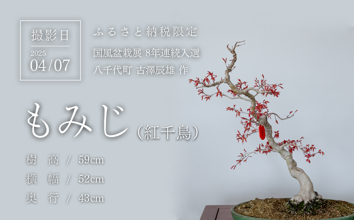 【1点物】 盆栽 もみじ （紅千鳥） (5) 国風盆栽展 入選 作家 古澤辰雄 ⑤もみじ（紅千鳥）取木６年