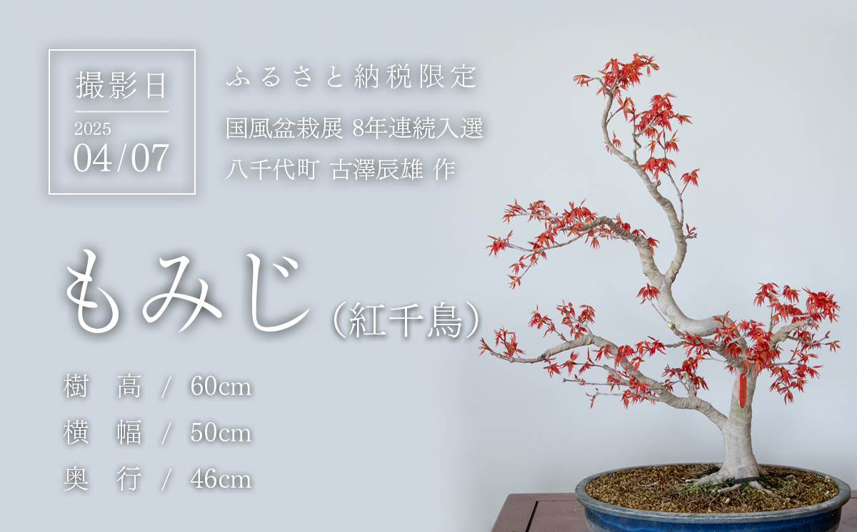 【1点物】盆栽 もみじ （紅千鳥） (6) 国風盆栽展 入選 作家 古澤辰雄 ⑥もみじ（紅千鳥）取木６年