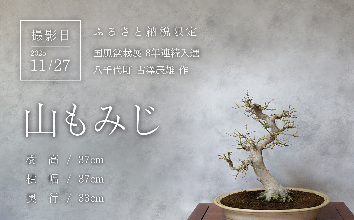 【1点物】 盆栽 山もみじ (8) 国風盆栽展 入選 作家 古澤辰雄 [SF092ya] ⑧山もみじ 実生18年