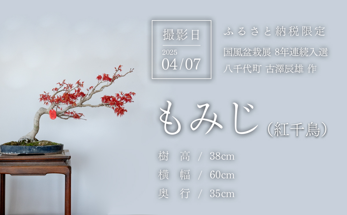 【1点物】 盆栽 もみじ （紅千鳥） (9) 国風盆栽展 入選 作家 古澤辰雄 ⑨もみじ（紅千鳥）取木６年