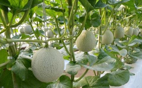 【 先行予約 】【 9月中旬 以降発送】 アールスメロン 1箱 （ 4L 4玉 ） 直送 フルーツ 果物 お取り寄せ 茨城県産 特産品 期間限定 [AA011ya]