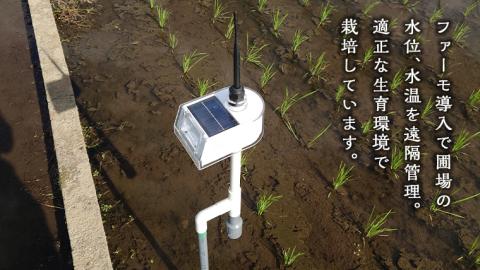 令和7年産 茨城県産 ミルキークイーン 10kg 精米 米 こめ コメ 農家 直送 こだわり お米 おこめ 茨城 [BG012ya] ミルキークイーン 10kg 精米