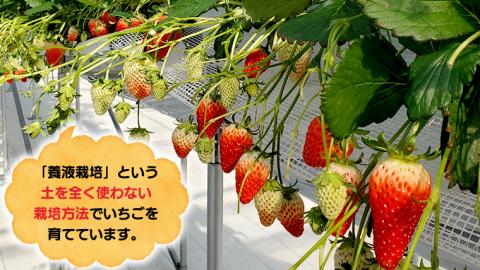 いちご狩り体験 チケット おとな2枚 いちご狩り 体験 イチゴ 苺 フルーツ 果物 食べ放題 [BP003ya]