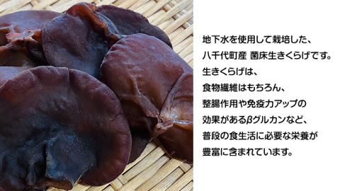 【先行予約 2025年6月以降発送】八千代町産 生きくらげ 約 500g (約 150g ～ 170g × 3パック ） キクラゲ 木耳 きのこ キノコ ふるさと納税 7000円 茨城県 八千代町