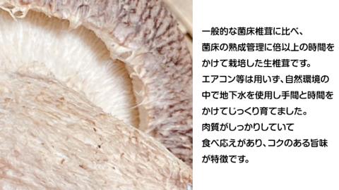 八千代町産 生 しいたけ 約500g 椎茸 生椎茸 シイタケ きのこ キノコ ふるさと納税 5000円 茨城県 八千代町 [CW003ya]