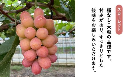 八千代町産 シャインマスカット スカーレット 2品種 食べ比べ セット 約 1kg 【 2025年9月中旬以降発送 】 ぶどう ブドウ 葡萄 マスカット 農家直送 ふるさと納税 15000円 茨城県 八千代町 先行予約 数量限定 [CU002ya]