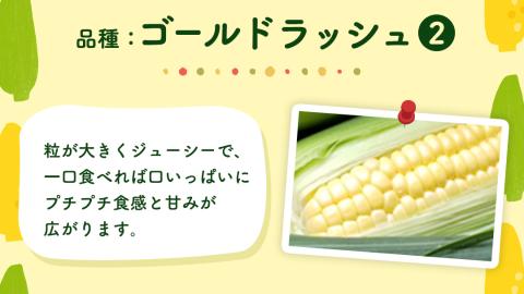 【先行予約 2026年6月中旬以降発送 】 【 令和8年産 】朝採り とうもろこし （ ゴールドラッシュ ） 約 6kg トウモロコシ スイートコーン コーン 野菜 産地直送 期間限定 極甘 岩田さん 昼めし旅 [AX019ya] ゴールドラッシュ（約6kg）