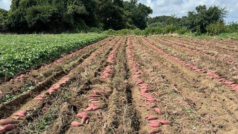 【 先行予約 2024年11月中旬以降発送 】 訳あり 無選別 八千代町産 シルクスイート 生芋 約 10kg さつまいも イモ 芋 おやつ デザート いも 秋 旬 [AX033ya]