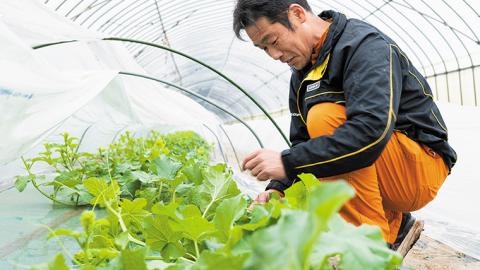 先行予約 小玉スイカ 姫甘泉ブラック 1箱（３～5玉入り）八千代町産 【 7月中旬 以降発送】 黒皮 すいか スイカ 西瓜 小玉 果物 フルーツ お取り寄せ [AV003ya]