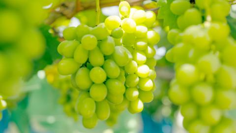 【 先行予約 2026年8月下旬以降発送 】 農家直送 ! 八千代町産 シャインマスカット 約 1.4kg （ 2～3房 ） マスカット フルーツ 果物 2026年 先行受付 ぶどう ブドウ 葡萄 フルーツ ふるさと納税 [AJ003ya]