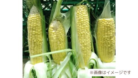 【先行予約 2026年7月中旬以降発送 】【 令和8年産 】【 訳あり 】 八千代町産 農家直送 朝採り とうもろこし おおもの 6kg トウモロコシ スイートコーン 産地直送 規格外  不揃い 傷 [AX031ya][SZRY]