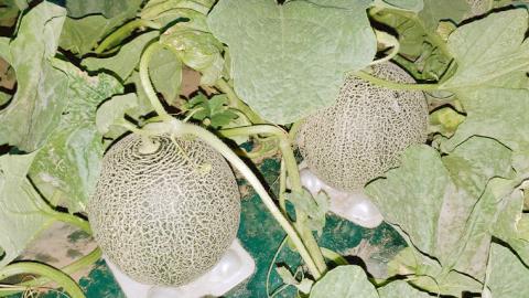 ＜先行予約＞【6月上旬以降発送】令和5年産 八千代町産 タカミメロン 優以上 1箱 （3～4玉入り） 約4.5kg 期間限定 産地直送 果物 フルーツ メロン 甘い [AX023ya]