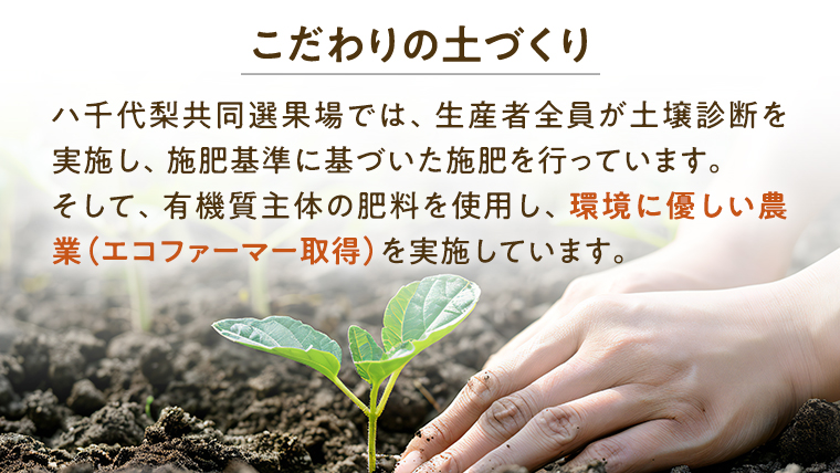 【 先行予約 】【 8月下旬 以降発送】 八千代町産 肥土 （ あくと ） 梨 「 豊水梨 」 約 5kg 期間限定 なし 果物 フルーツ 甘い [AA008ya]