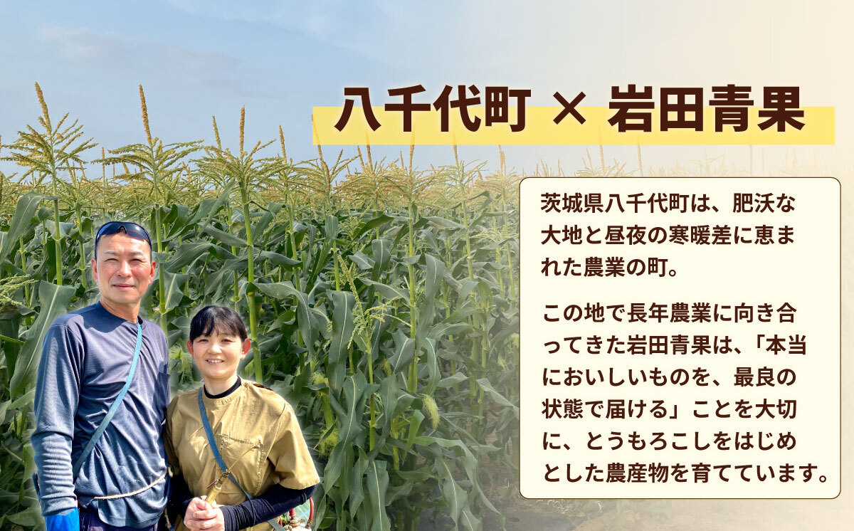 【先行予約 2026年6月中旬以降発送 】 【 令和8年産 】深夜採り 朝出荷 とうもろこし （ ゴールドラッシュ ） 約 6kg トウモロコシ スイートコーン コーン 野菜 産地直送 期間限定 極甘 岩田さん 昼めし旅 [AX019ya] ゴールドラッシュ（約6kg）