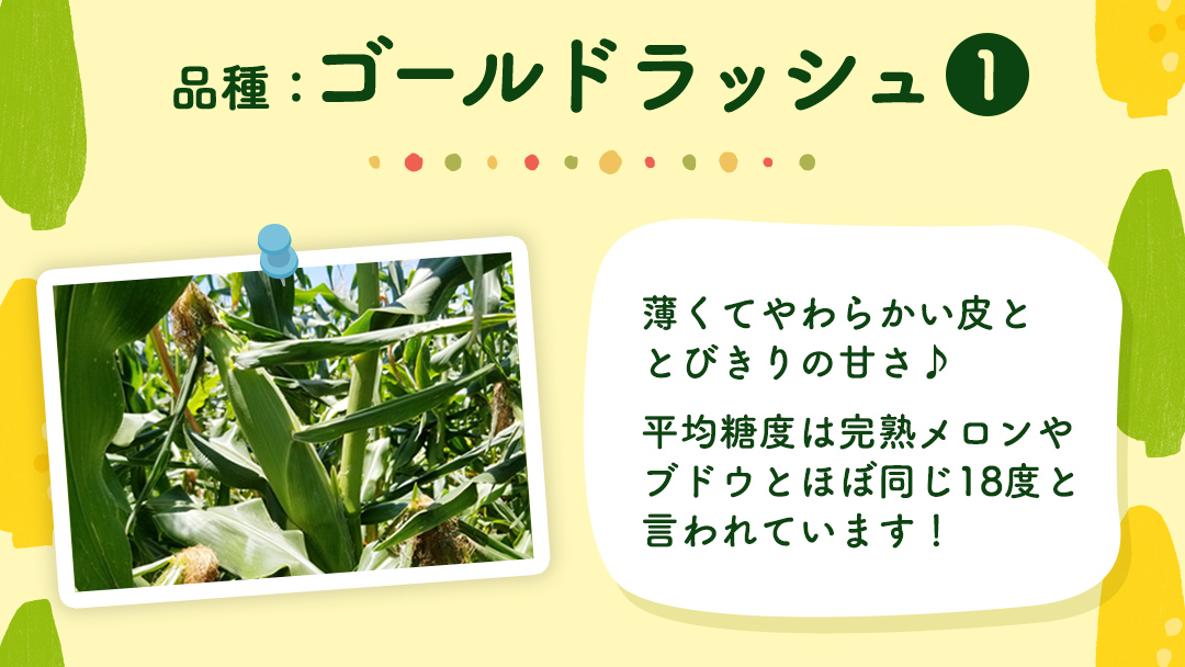 【先行予約 2026年6月中旬以降発送 】 【 令和8年産 】【 訳あり 】 朝採り とうもろこし （ ゴールドラッシュ ） 約 6kg トウモロコシ スイートコーン コーン 野菜 産地直送 期間限定 岩田さん 昼めし旅 [AX021ya] 【訳あり】ゴールドラッシュ（約6kg）