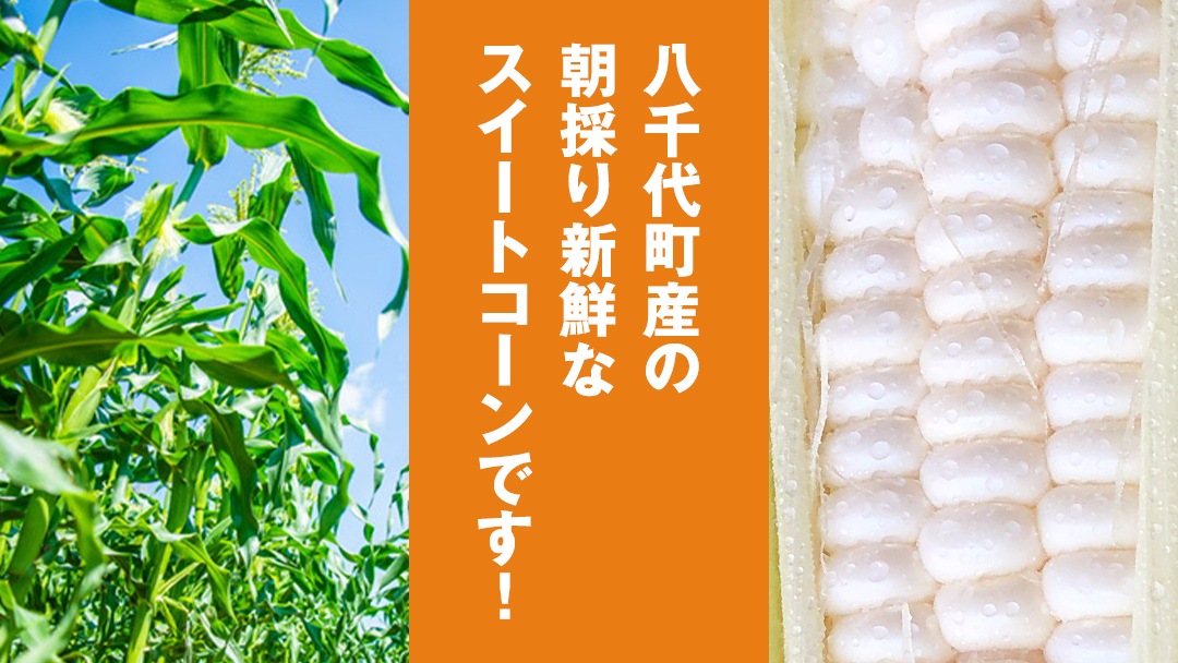 【 先行予約 2026年6月下旬以降発送 】【 令和8年産 】【 訳あり 】 朝採り とうもろこし ピュアホワイト 約6kg トウモロコシ スイートコーン 野菜 産地直送 期間限定 規格外 不揃い 傷 ふるさと納税 7000円 ワケアリ 訳アリ [AX061ya][SZRY] 【訳あり】ピュアホワイト（約6kg）