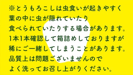 【先行予約 2026年6月下旬以降発送 】 【 令和8年産 】 朝採り 白い とうもろこし ピュアホワイト 約3.5kg トウモロコシ 期間限定 甘い 生食 [AX059ya] ピュアホワイト（約3.5kg）