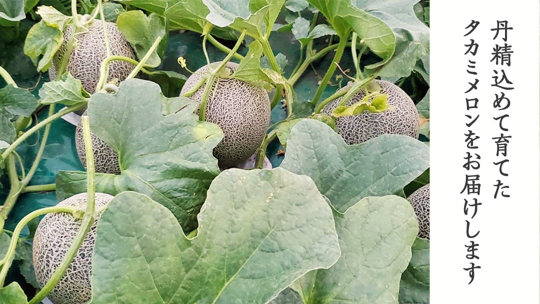 【訳あり】【 先行予約 2026年6月上旬以降発送】 タカミメロン 秀品 3-5玉 約5.5kg 令和8年産 八千代町産 期間限定 産地直送 果物 フルーツ メロン 甘い 人気 タカミ 貴味 [AX062ya] 【訳あり】タカミメロン 3-5玉（約5.5kg）