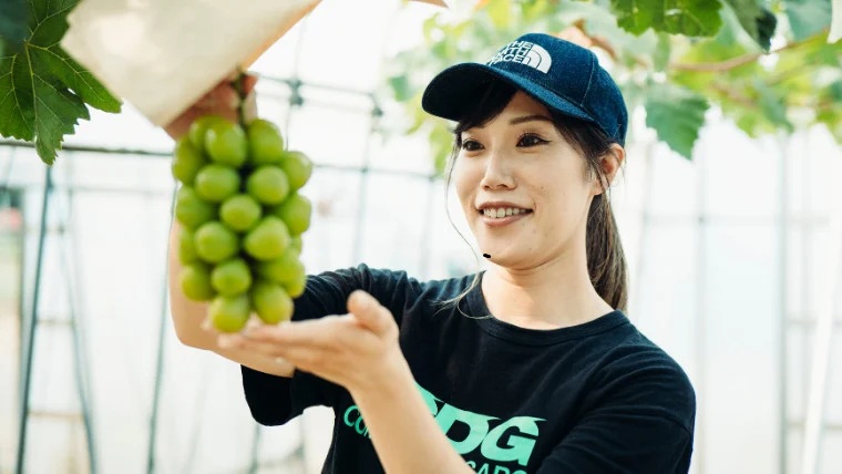 八千代町産 シャインマスカット 約1kg ( 2～3房 ) 【 2026年9月上旬以降発送】 産地直送 フルーツ ぶどう 果物 ブドウ 葡萄 マスカット 先行予約 数量限定 ふるさと納税 [CU003ya] シャインマスカット 約1.0kg ( 2～3房 )