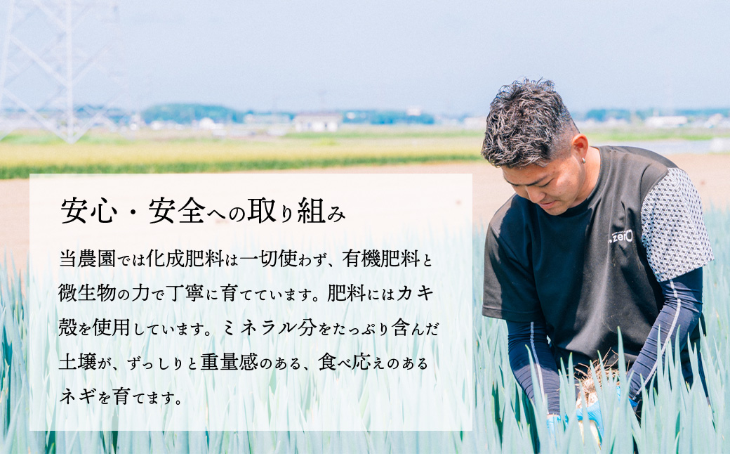 長ネギ 約5kg 約45本 茨城県産 八千代町産 野菜 農家直送 化成肥料不使用 有機肥料100% ねぎ 長ねぎ ネギ 旨味 認定農業者 9000円 [DJ003ya] 【スピード発送】約45本 | 9,000円