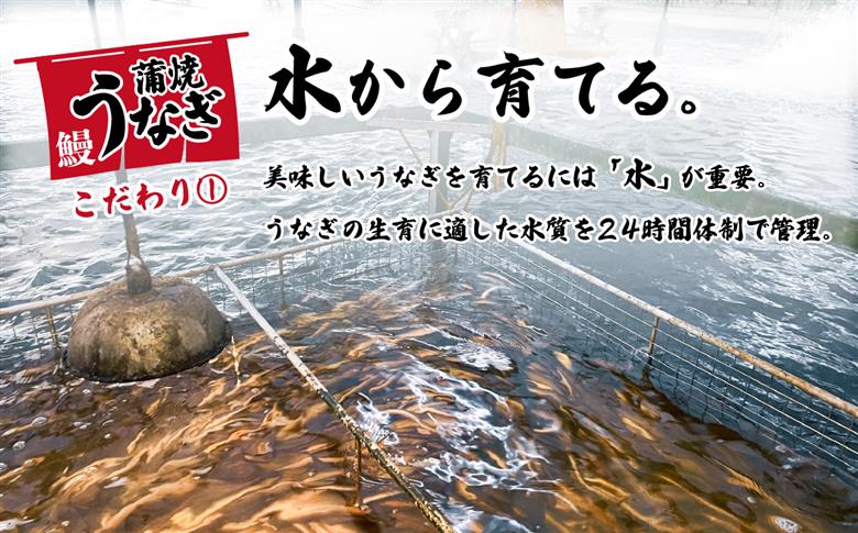 【数量限定増量中】【 訳アリ 】国産うなぎ 蒲焼き 3尾 セット ( 400g ) 大きさ の不揃い 山椒付き ウナギ 鰻 ふぞろい 不揃い うな重 ひつまぶし 人気 茨城 八千代町 ふるさと納税 冷凍 [SF277ya] 【数量限定増量中】上うなぎ 3尾 400g