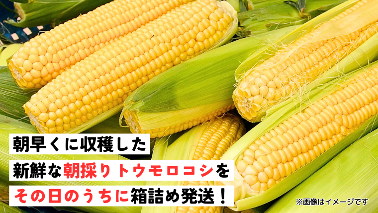 【 先行予約 2026年7月上旬以降発送 】【農家直送】 朝採り トウモロコシ （ ゴールドラッシュ ）1箱 約6kg  とうもろこし スイートコーン 産地直送 期間限定 甘い [SF018ya]